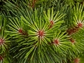 Pinus nigra Lesisko (Tomszak) IMG_0551 Sosna czarna